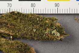 Image of dot lichen