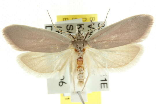 Image of Wingia theophila Meyrick 1886