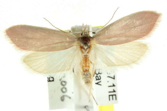 Image of Wingia theophila Meyrick 1886