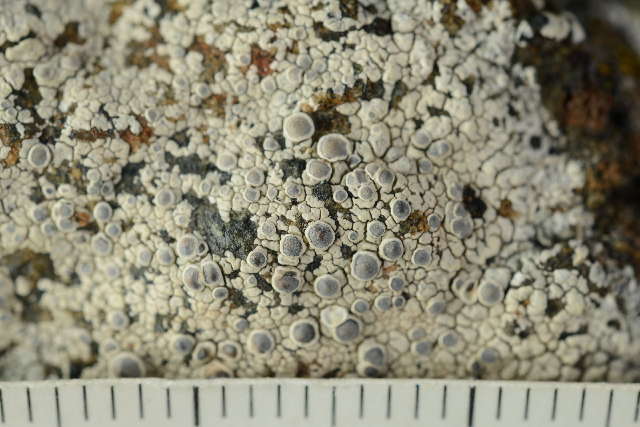 Image of rim lichen