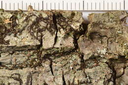 Image of dotted lichen