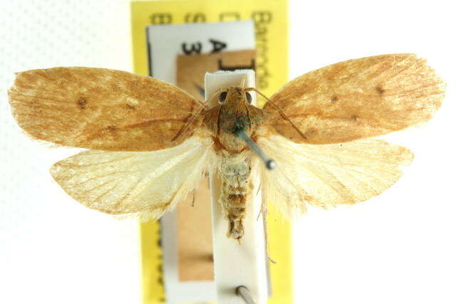 Image of Prionocris acmaea Meyrick 1888