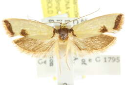 Image of Chrysonoma bullifera Meyrick 1920