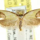 Image of <i>Chrysonoma catoptrina</i>