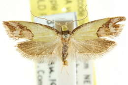 Image of <i>Chrysonoma catoptrina</i>