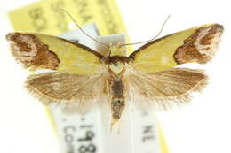 Image of <i>Chrysonoma catoptrina</i>