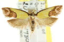 Image of <i>Chrysonoma catoptrina</i>