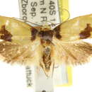 Image of Chrysonoma macropodias Meyrick 1913