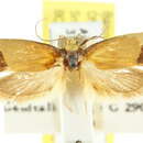 Image of Chrysonoma drepanephora (Turner 1944)