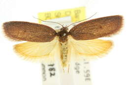 Image of <i>Enoplidia simplex</i>