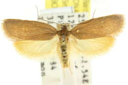 Image of <i>Enoplidia simplex</i>