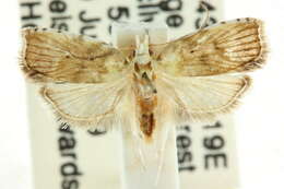 Image of <i>Diaphorodes tephrastis</i>