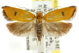 Image of <i>Endeolena aurinatella</i>