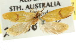 Image of <i>Endeolena xanthiella</i>