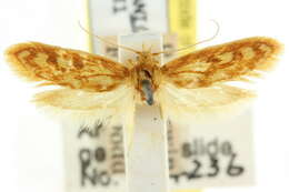 Image of Hemibela bacchias (Meyrick 1913)