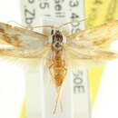 Image of <i>Hemibela spumifera</i>