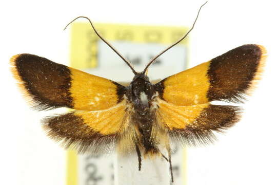 Image of Hemibela pyrochrysa (Meyrick 1889)