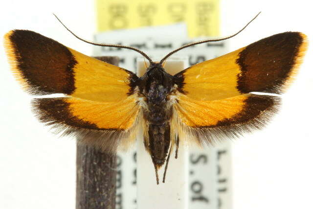 Image of Hemibela pyrochrysa (Meyrick 1889)