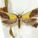 صورة <i>Hemibela oxyptera</i>