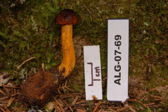 Image of Elaphocordyceps