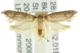 Image of <i>Boroscena phaulopis</i>