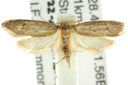 Image of <i>Boroscena phaulopis</i>