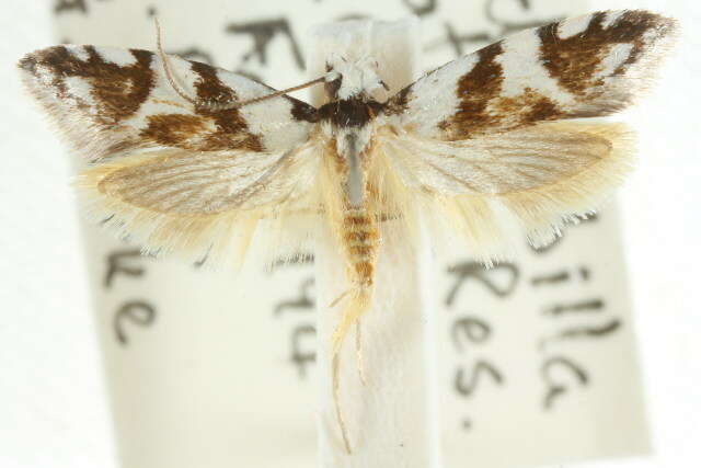 Image of Oxythecta alternella Walker 1864