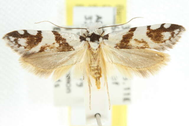 Image of Oxythecta alternella Walker 1864