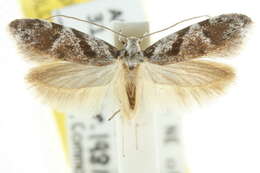 Image of Oxythecta loxomochla Turner 1940