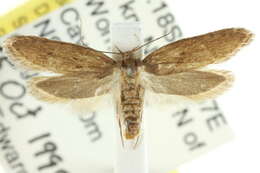 صورة <i>Telanepsia stictocrossa</i>