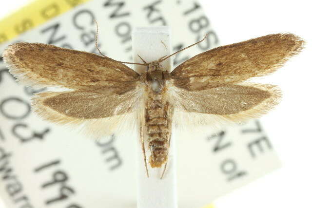 صورة <i>Telanepsia stictocrossa</i>