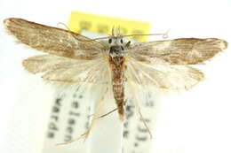 Imagem de Ioptera demica Meyrick 1889