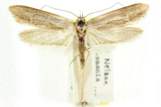 Imagem de Ioptera demica Meyrick 1889