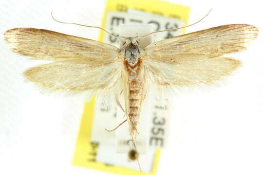 Image of Ioptera demica Meyrick 1889