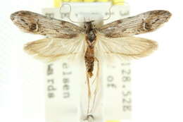 Image of Ioptera