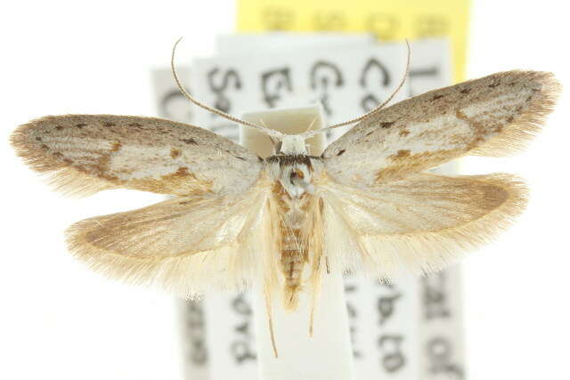 صورة <i>Telanepsia niphadia</i>