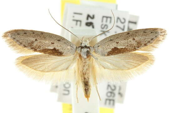 صورة <i>Telanepsia niphadia</i>