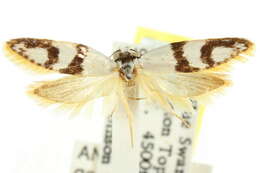 صورة Telanepsia oricalla Turner 1933