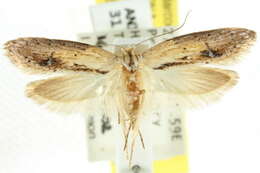 صورة <i>Telanepsia nonymopis</i>