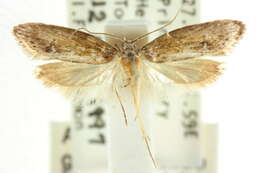 صورة <i>Telanepsia nonymopis</i>