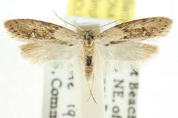 صورة <i>Telanepsia notospila</i>