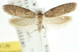 صورة Telanepsia