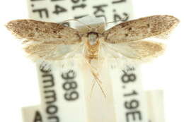 صورة Telanepsia