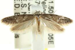 صورة Telanepsia