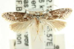 صورة <i>Telanepsia eucentra</i>