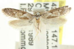 صورة <i>Telanepsia eucentra</i>