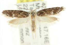 صورة <i>Telanepsia eucentra</i>