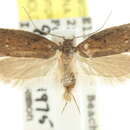 Image of <i>Telanepsia scatophila</i>