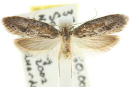 صورة <i>Telanepsia notospila</i>