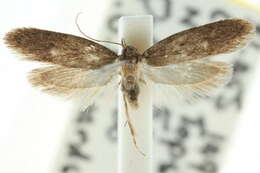 صورة <i>Telanepsia stictocrossa</i>